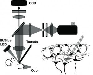 odorant_features_pic_take4